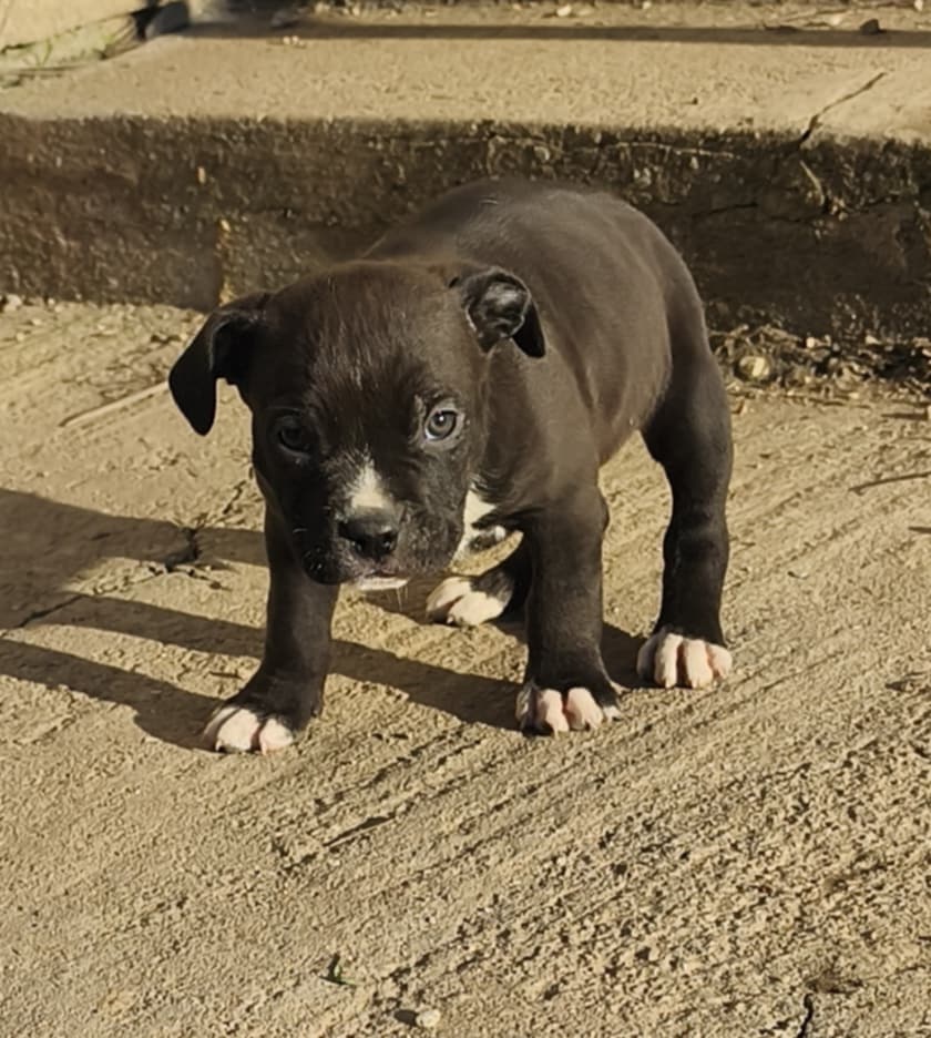 American Bully XL - 3