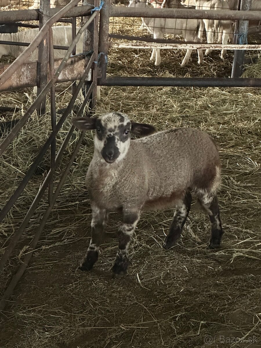 Jahňatá 12-25kg - 3