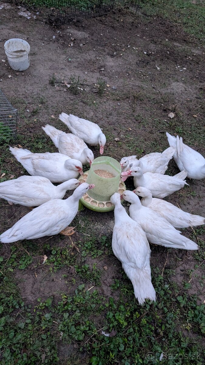 Pižmové kačice – biele barbarianky, voľný výbeh - 3