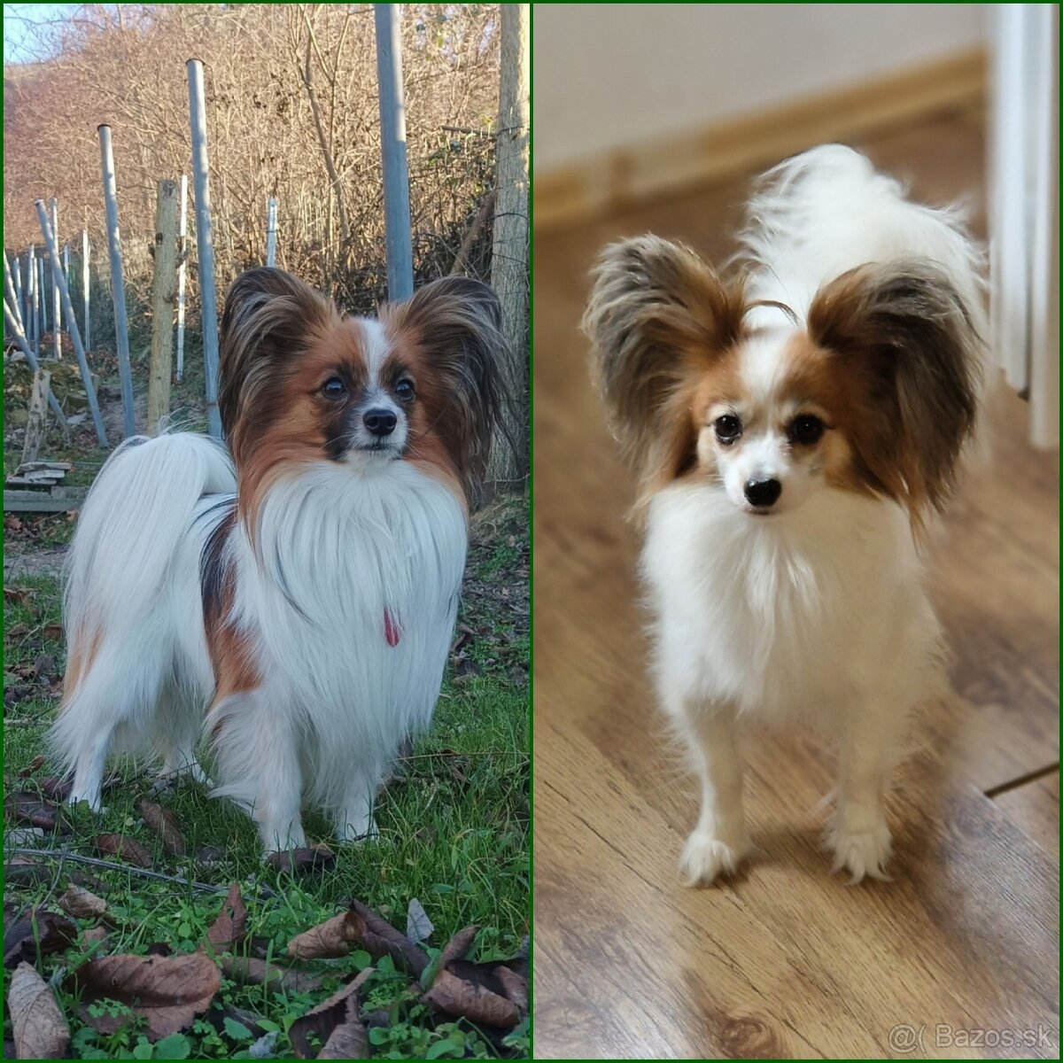 Papillon šteniatko - 3