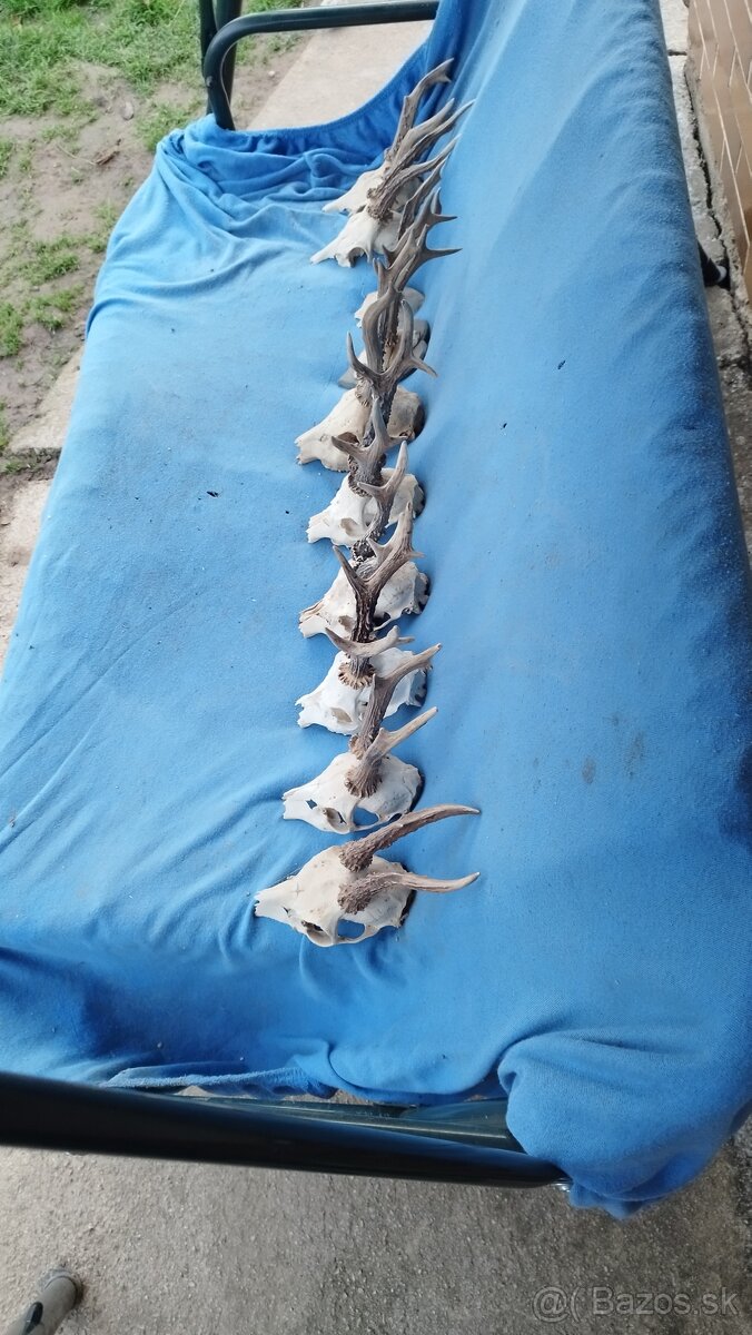 Predám srnčie trofeje parožie, zhody, srnčie. - 3