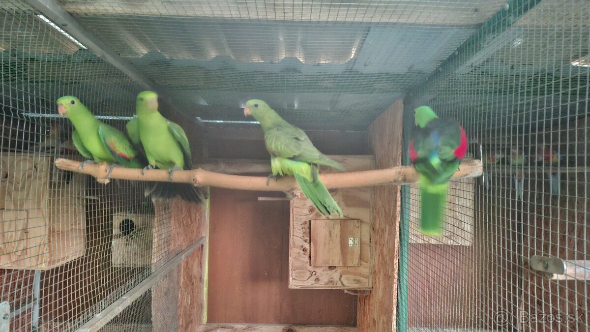 Papagáj červenokridly - 3