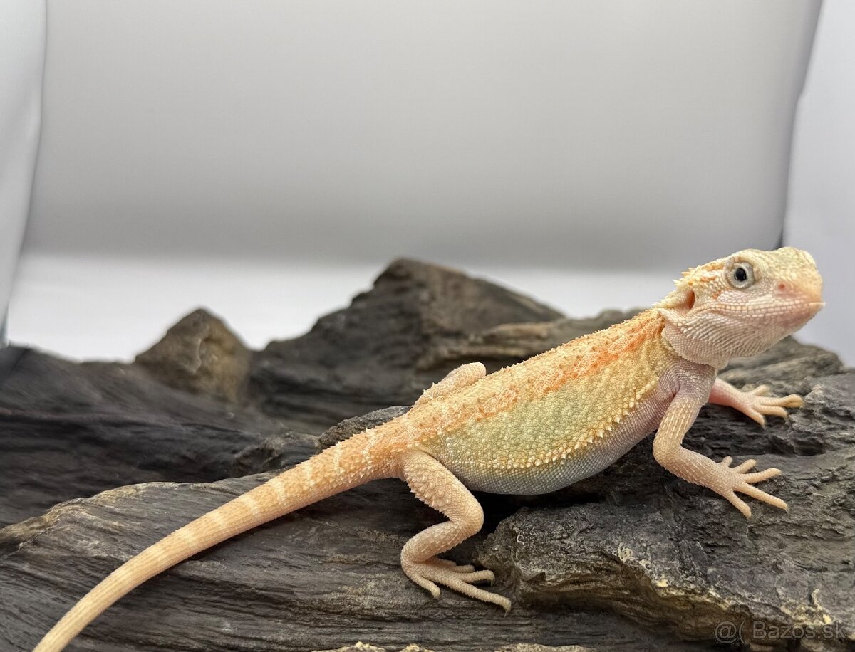 Agama bradata - Zero , het Zero 🦎 - 3