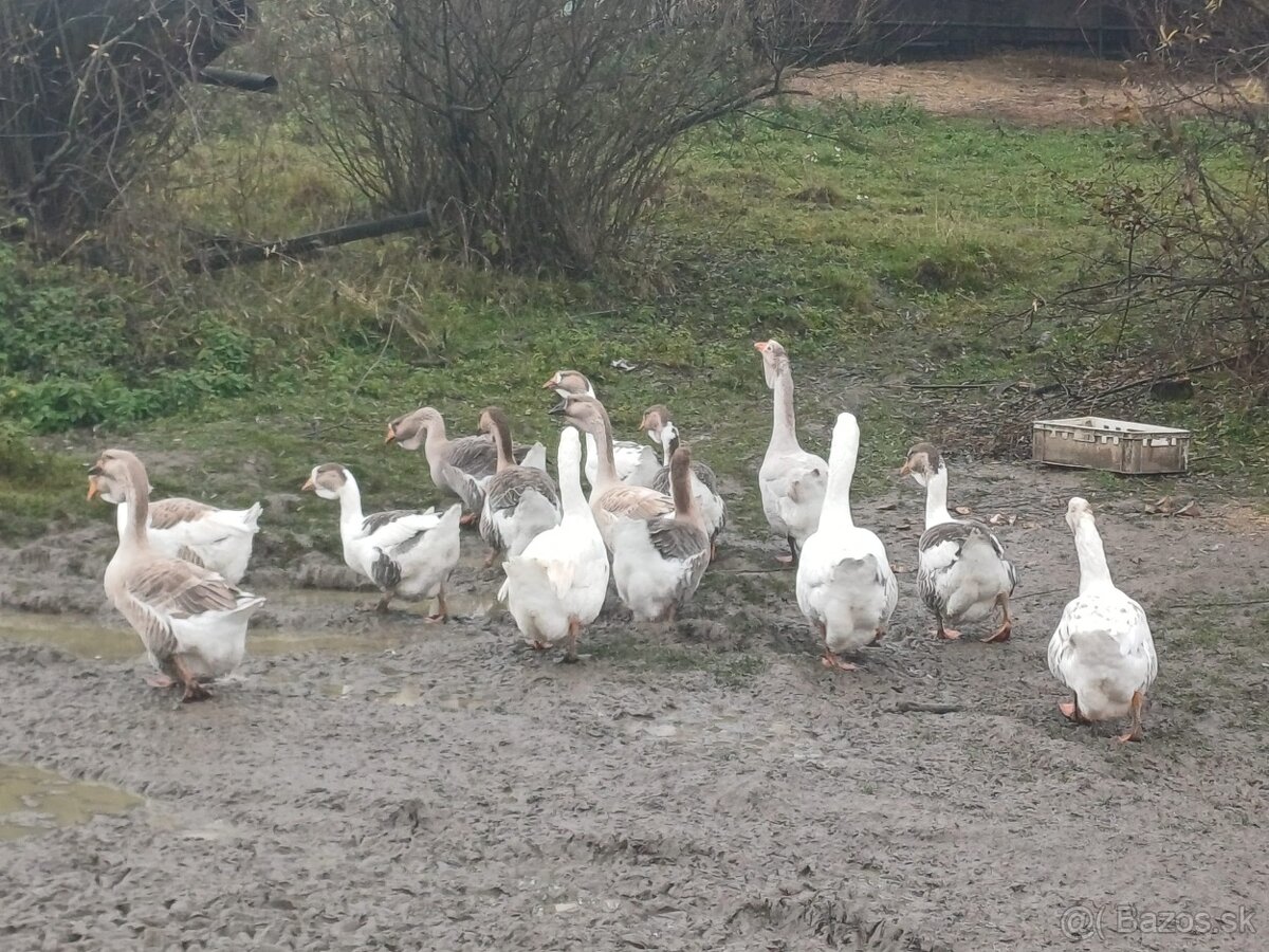 Cholmogorske Husi - 3