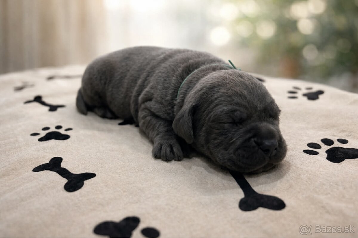 Cane Corso šteniatka s PP / predbežná rezervácia - 3