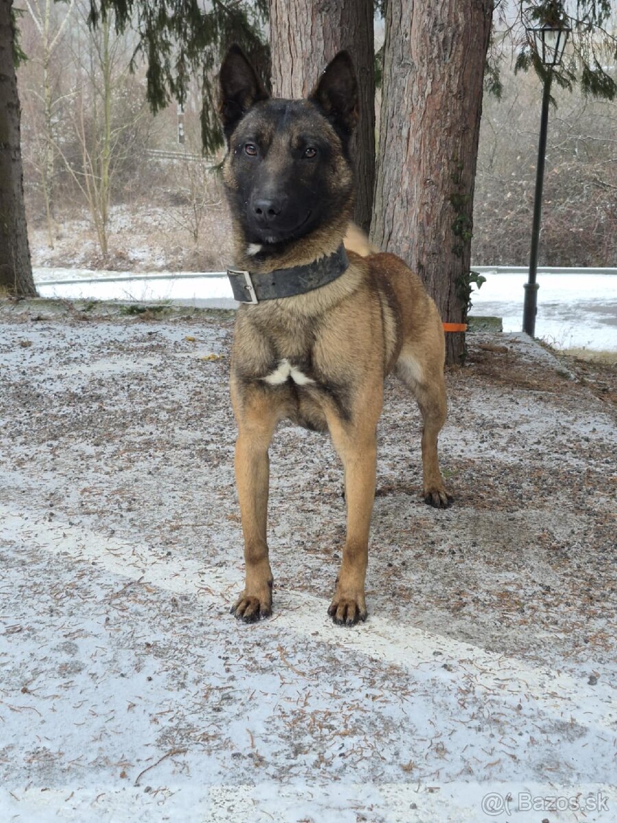 Belgický ovčiak malinois - 3