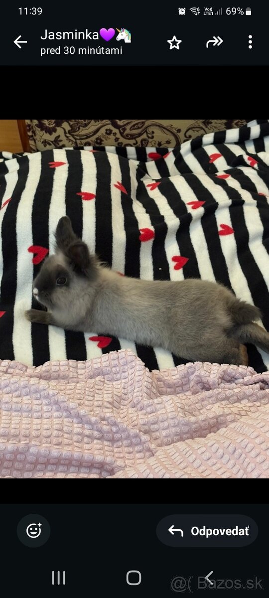 Zajačik Sky 💝 - 3