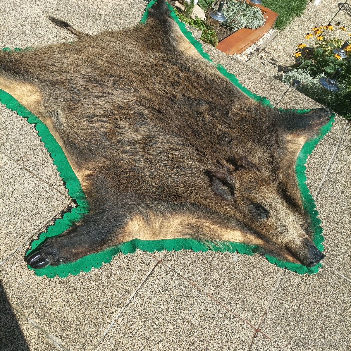 Predám kožu diviaka - 3