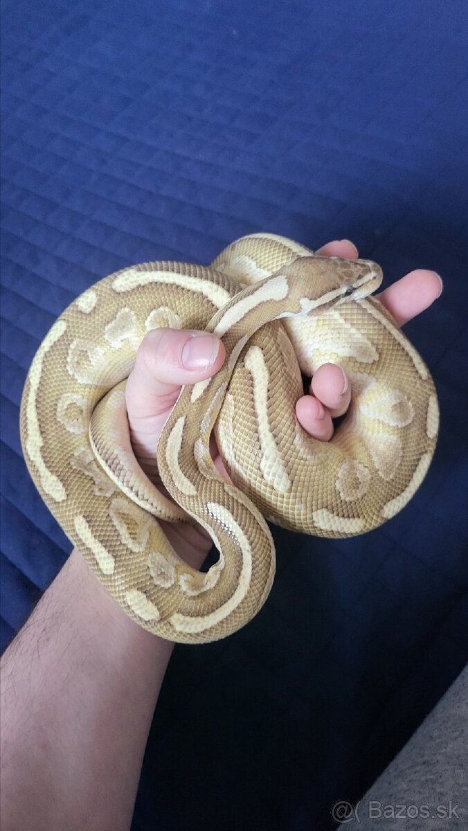 Pyton python regius kráľovský - 3