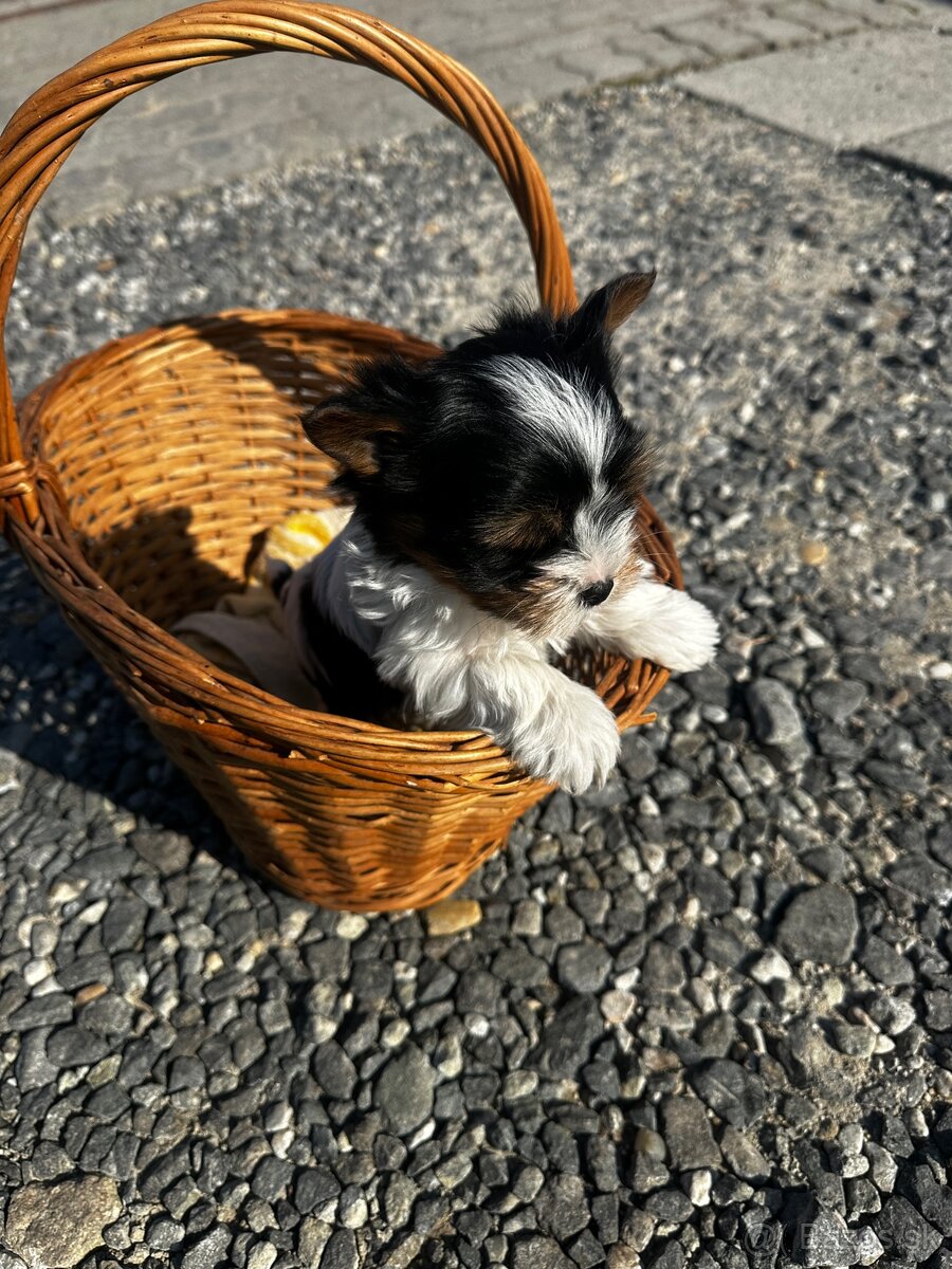 Yorkshire teriér mini - 3