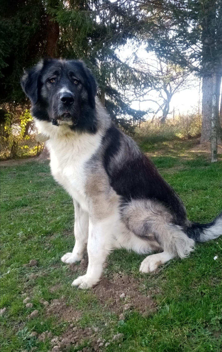 Rumunský ovčiak karpatin - 3