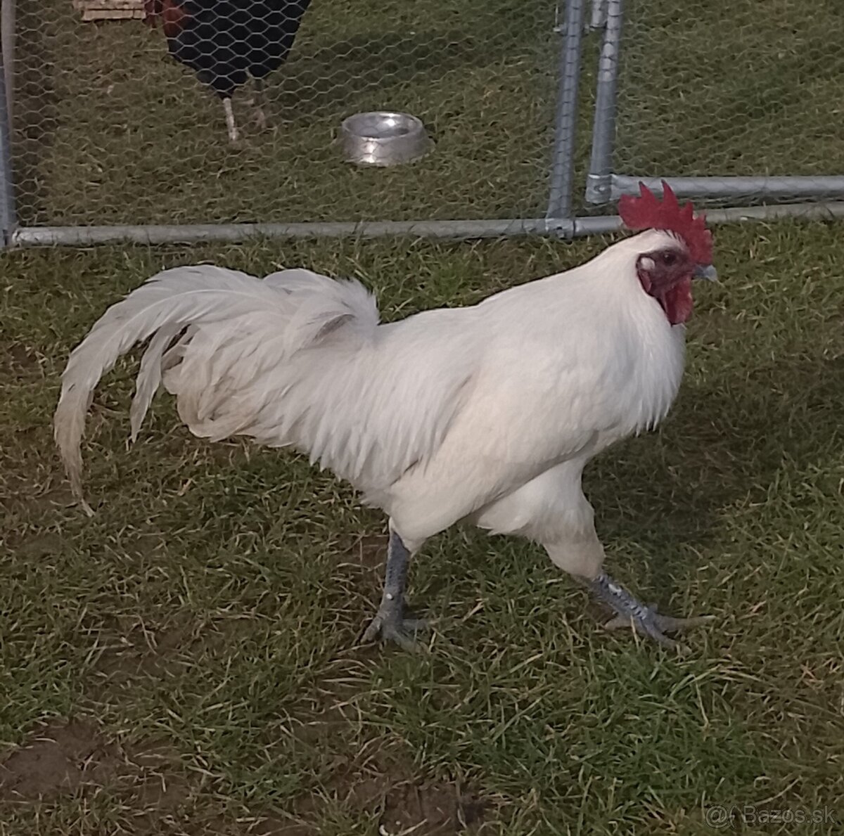 Kohút Ga H Mong - 3