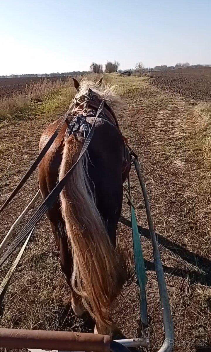 Slezsky Norik zrebec - 3