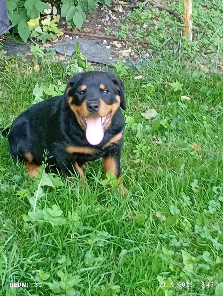 Rotweiler, Rotvajler - 3