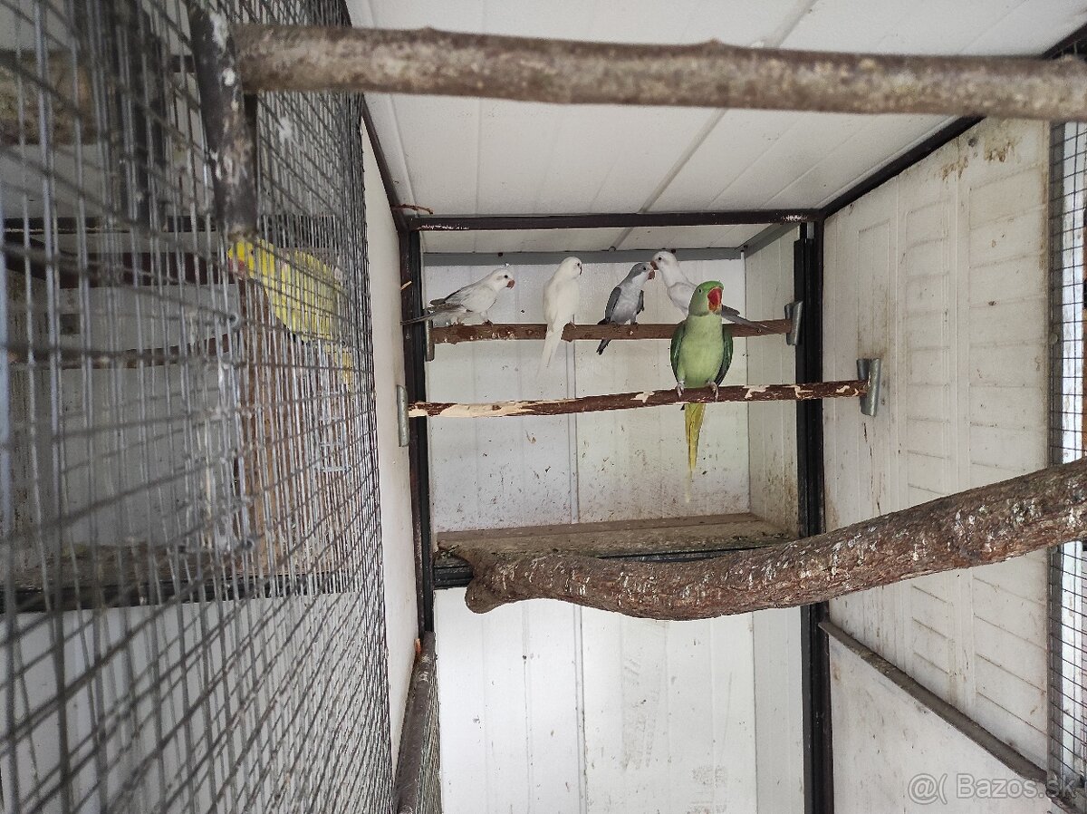 Alexander velký - 3