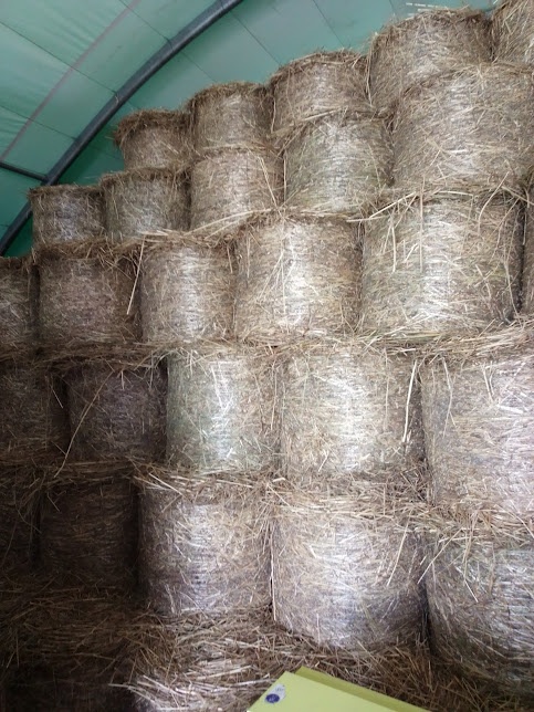 seno v malých balíkoch - 3