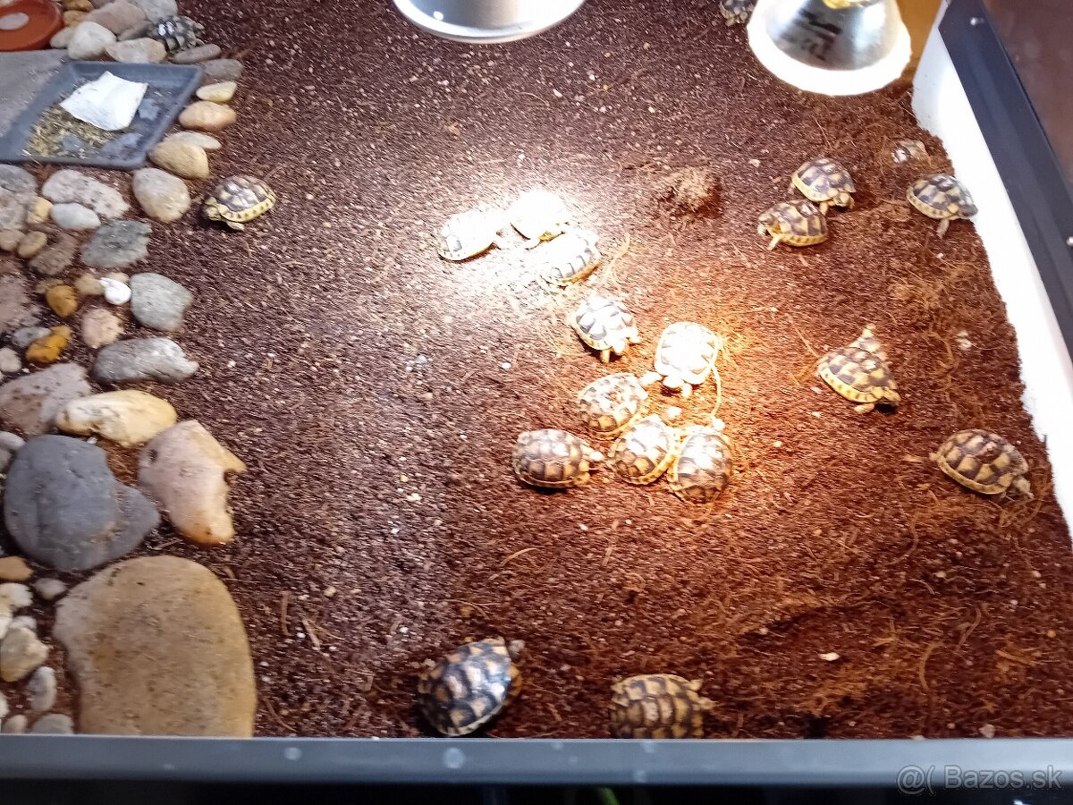 Korytnačka žltočierna / testudo marginata - 3