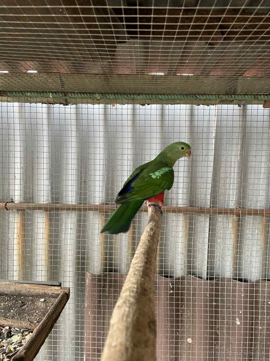 Papagáj kráľovský - 3