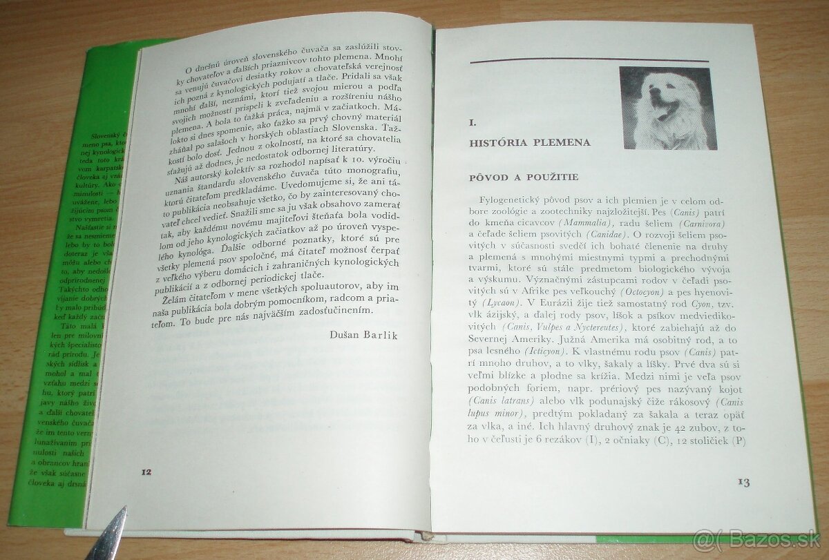 Slovenský čuvač - 3