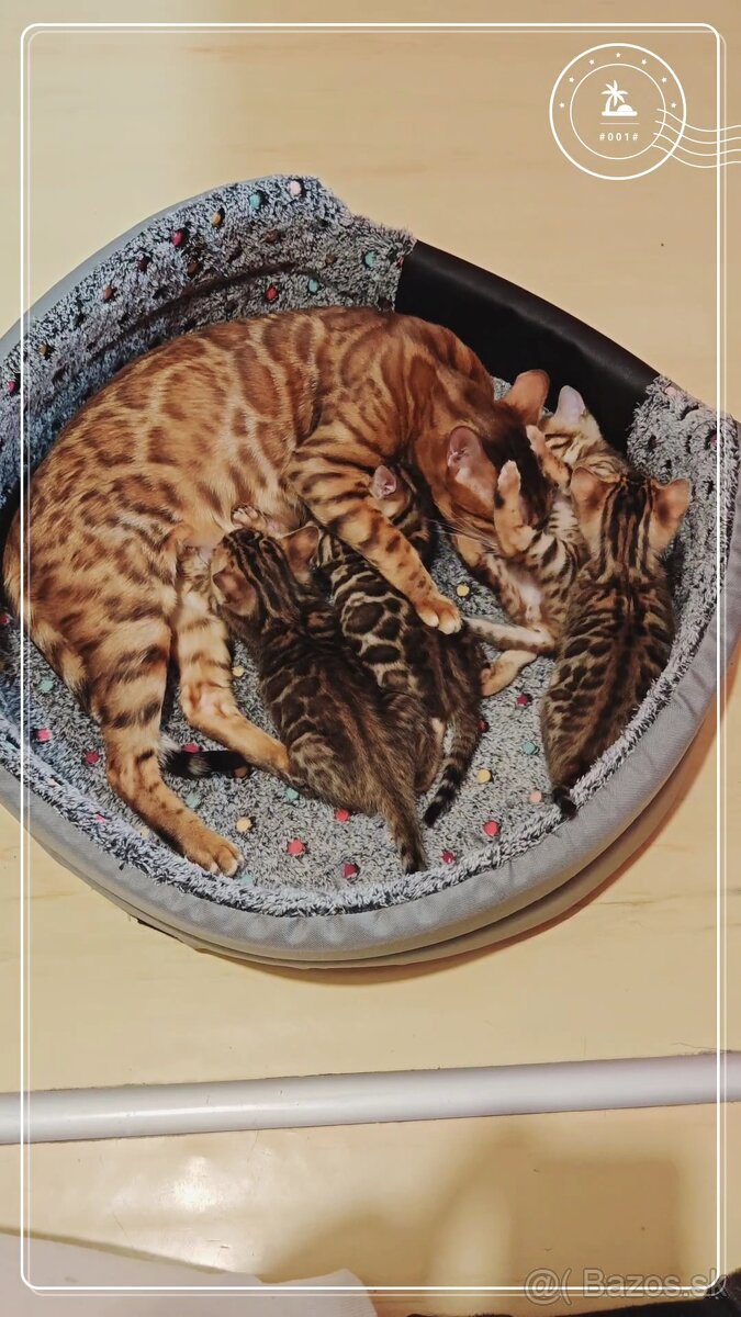 Bengálská mačka, Bengálské mačičky, Bengálské mačiatka - 3