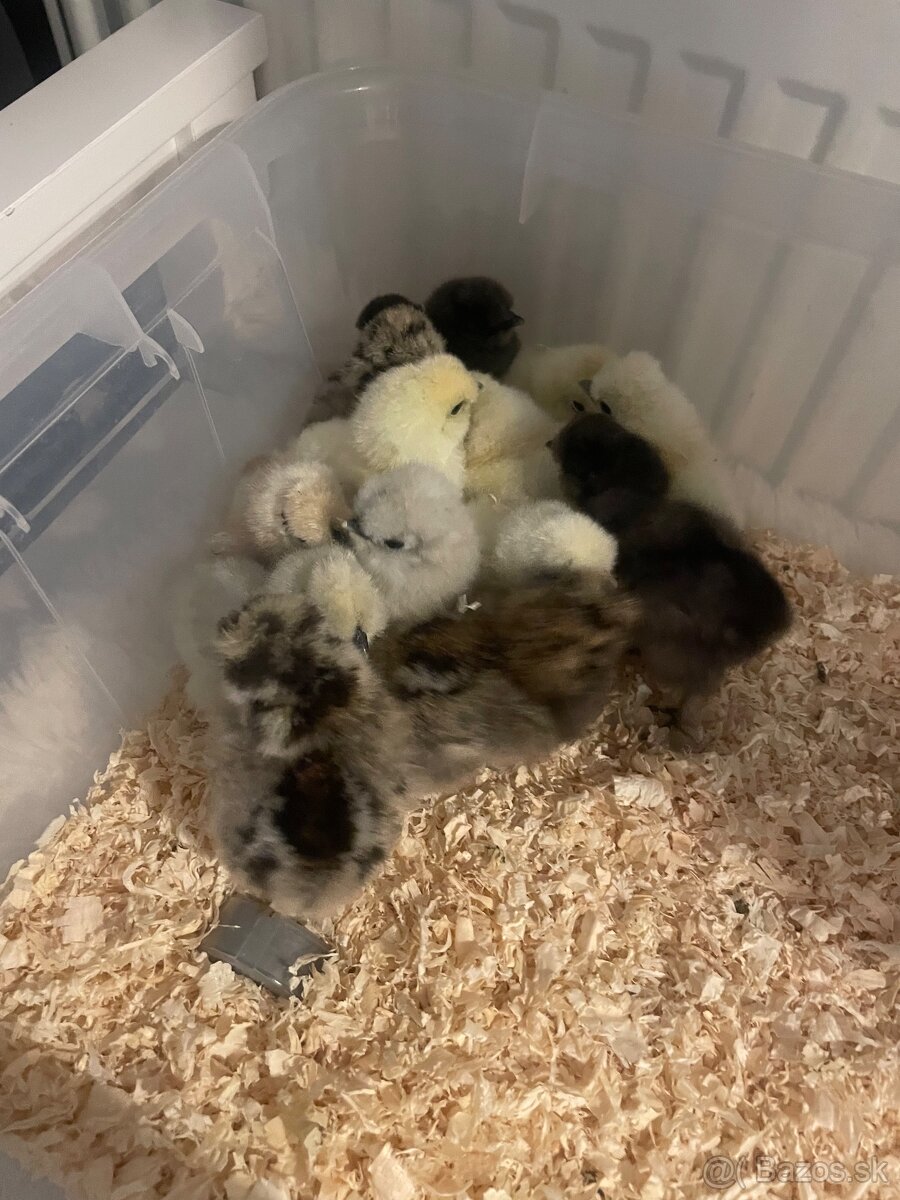 Hodvábnička-kuriatka - 3