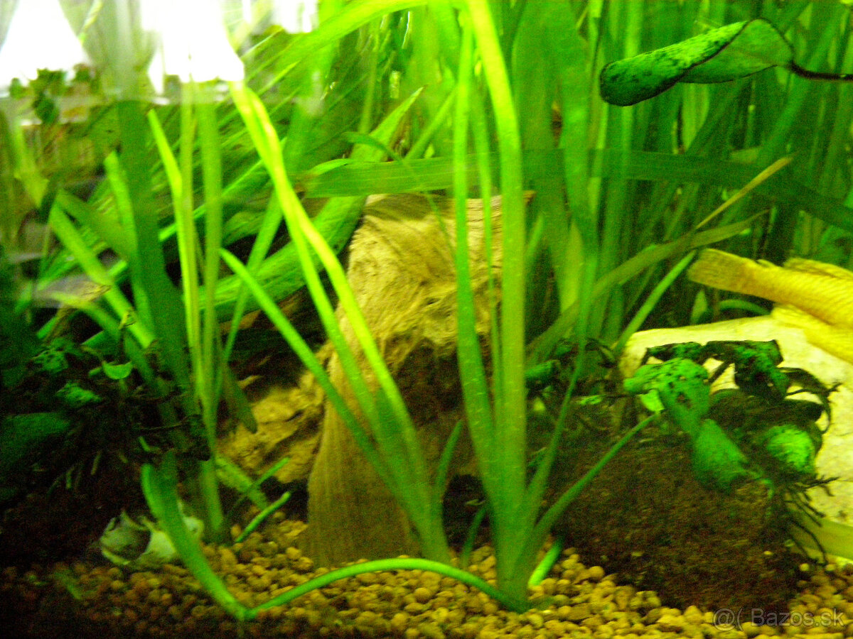 Rastliny do akvária - valisnérie - 3