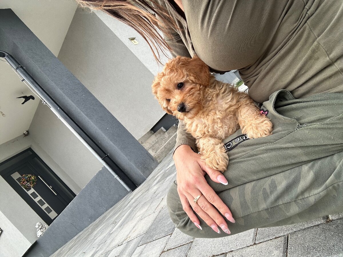 Trpasličí pudel - 3