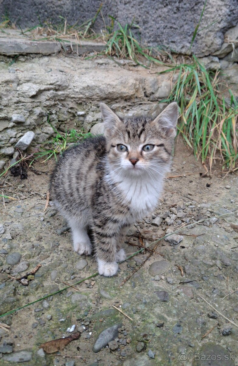 Darujem mačiatka - 3