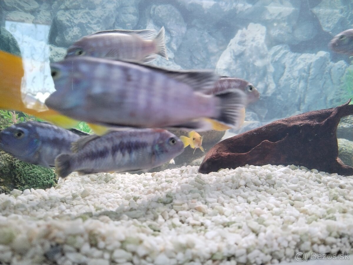 Akváriové ryby - 3