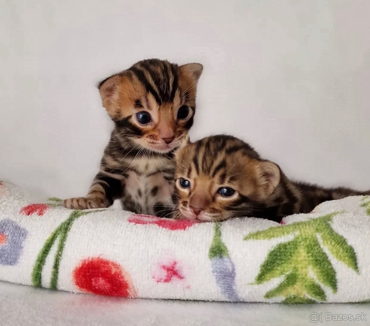 Bengálske mačiatka samček a samica na adopciu. - 3