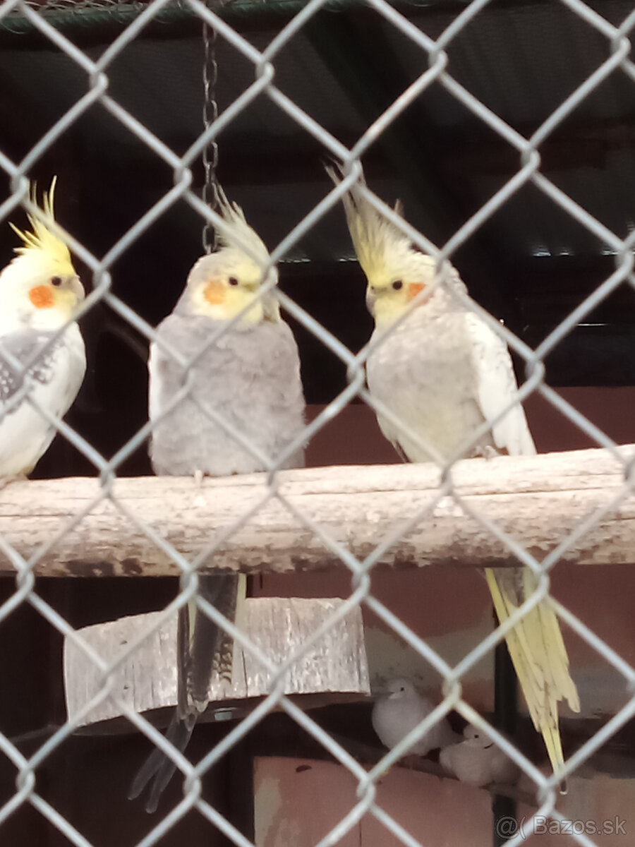 Korely -krúžkované - 3