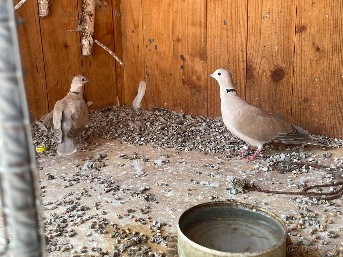 Predám hrdličky – zdravé a krásne - 3