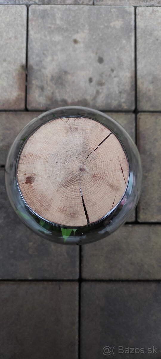 Rastlinné terárium (florárium) - 3