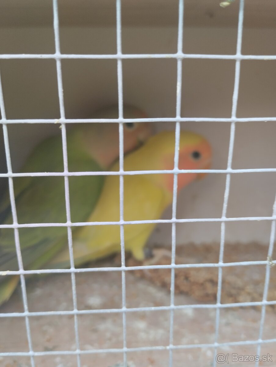 agapornis ružovohrdlý 1 - 3