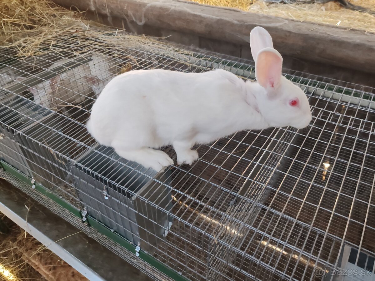 Predám králiky hyla - 3
