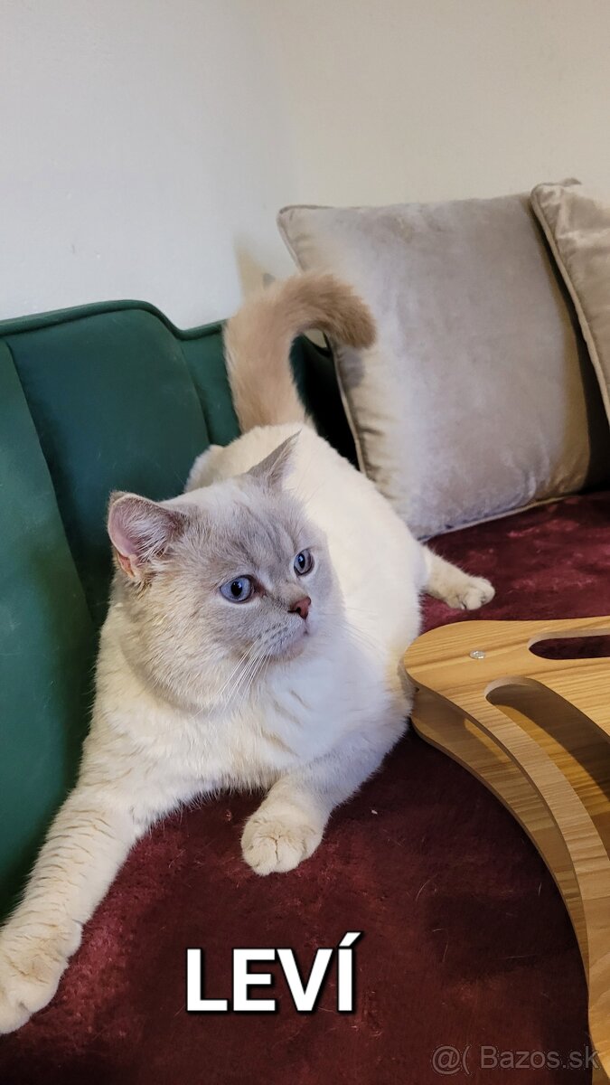 ŠKÓTSKE MAČKY s PP/ TICA 151 - 3