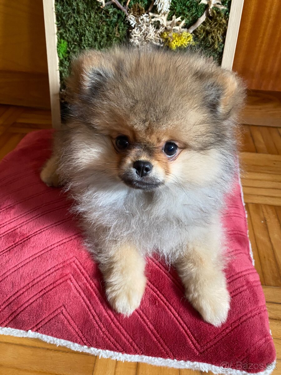 Pomeranian Fci s PP steniatka - 3