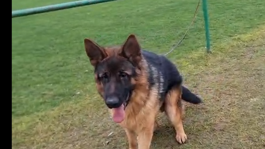 NEMECKÝ OVČIAK - 3