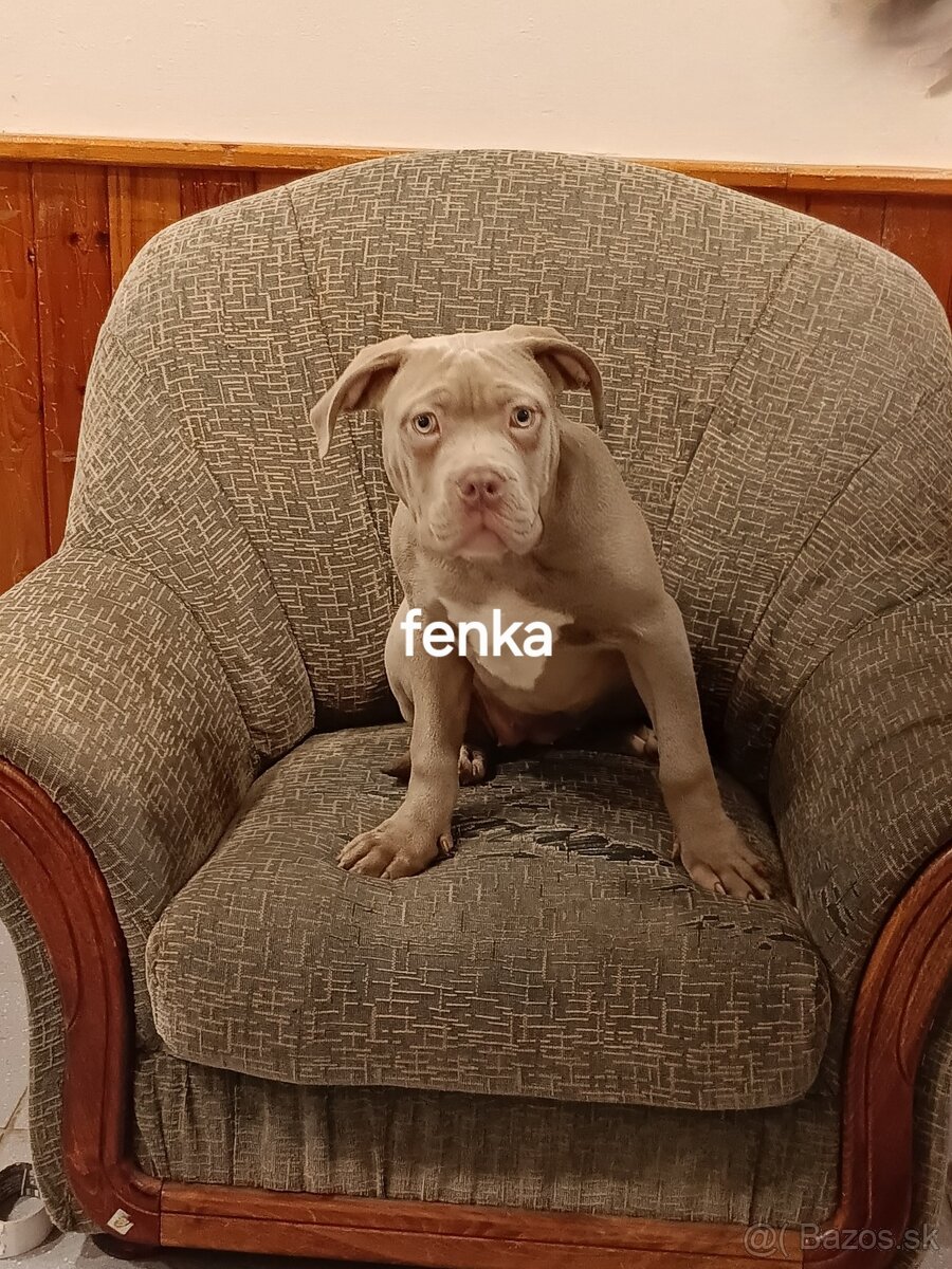 American Bully XL,XXL - 3