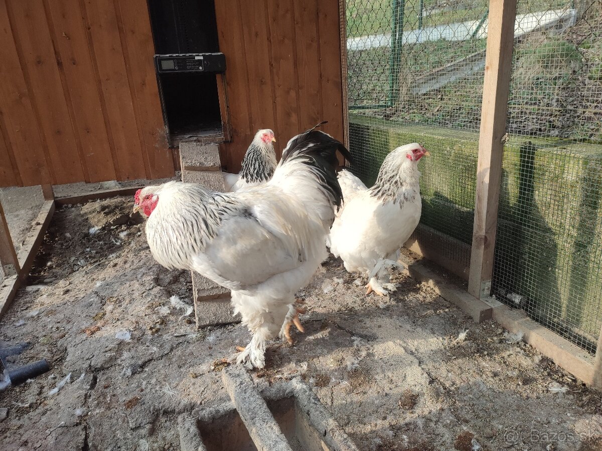 Nasadove vajíčka Brahmanky - 3