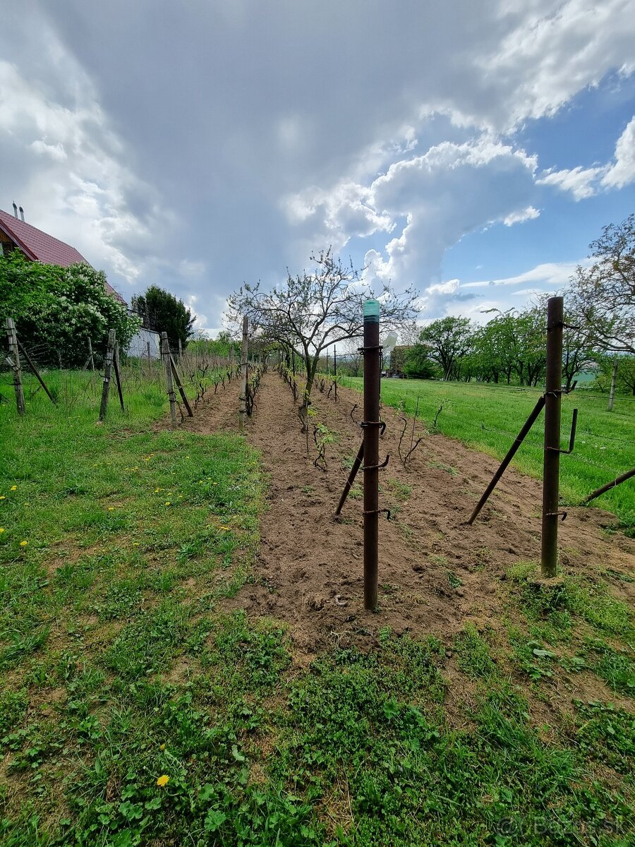 Na predaj vinohrad v meste Skalica - lokalita Žobráky - 3