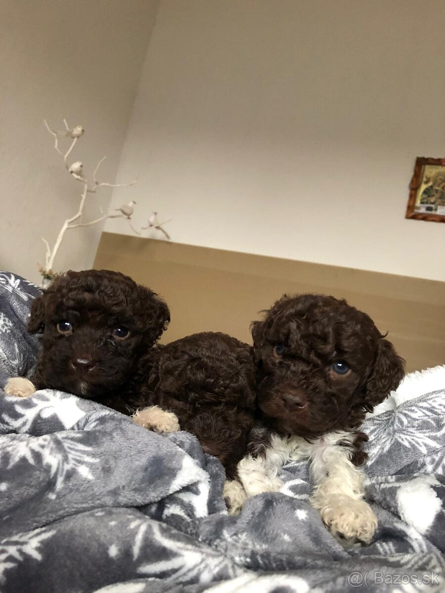 Lagotto Romagnolo - 3