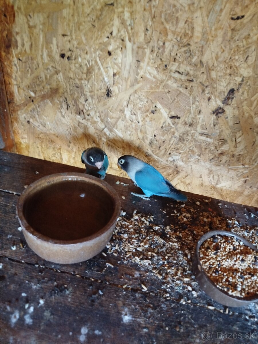 AGAPORNIS ŠKRABOŠKOVY A FISCHER - 3