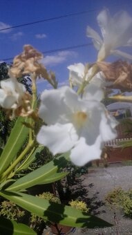 Oleander - 3