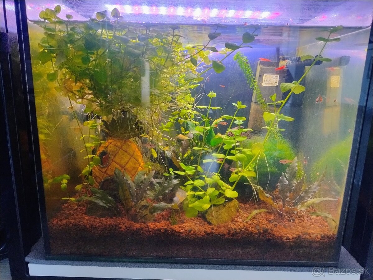Predám akvárium - 3