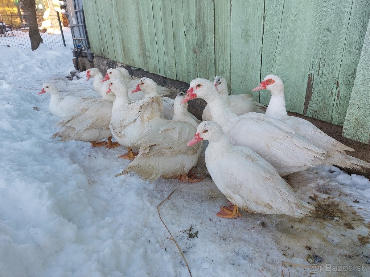 Pižmove kačice - 3