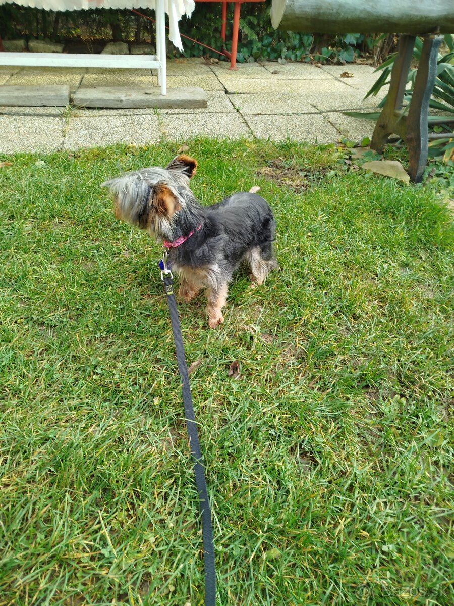 Predám ročnú fenku Yorkshire teriér - 3