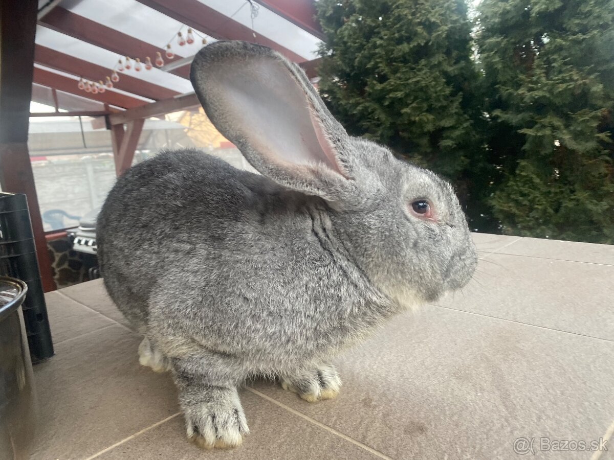 Belgický obor činčilový - 3