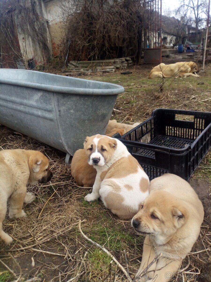 Prodám štěňata stredoázijských ovčáku - 3