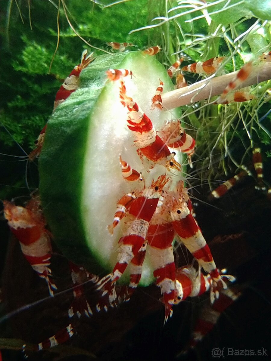 Krevety Caridina Crystal Red +Neocaridina Red rili - 3